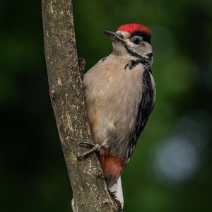 Redwell   16 06 2020   D500   Les 11.jpg